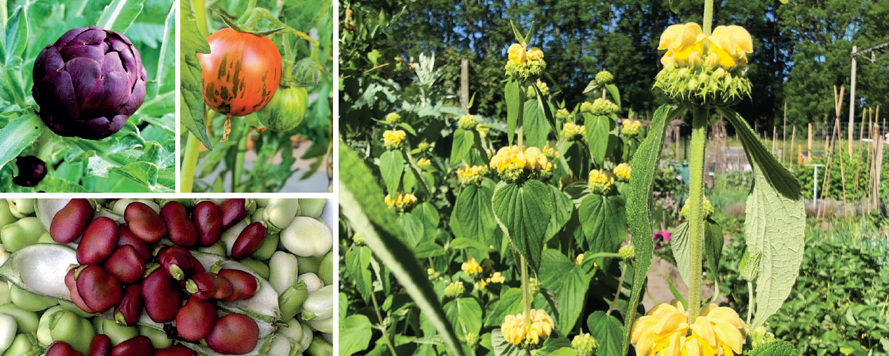 Plantjesmarkt bij De Kas van Kaat